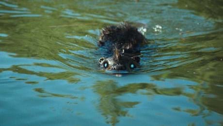 Zombeavers
