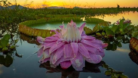 Watch The Green Planet Season 1, Sundays at 16:00 on BBC Earth (DStv Channel 184)