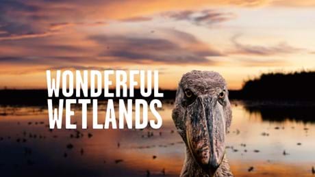 Wonderful Wetlands