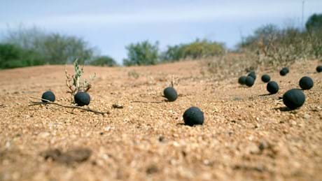 Watch The Green Planet Season 1, Sundays at 16:00 on BBC Earth (DStv Channel 184)