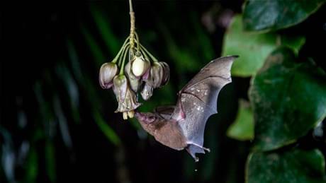 Watch The Green Planet Season 1, Sundays at 16:00 on BBC Earth (DStv Channel 184)
