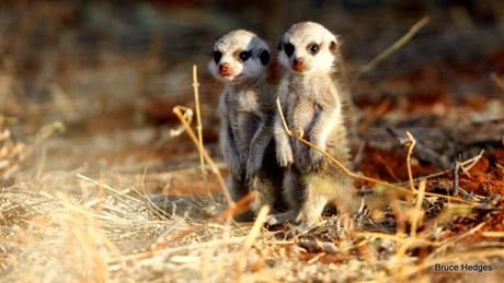 Wildearth 2