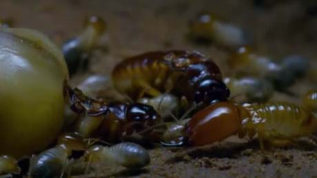 Watch the Mating Game Season 1 Sundays at 16:10 on BBC Earth (DStv channel 184)