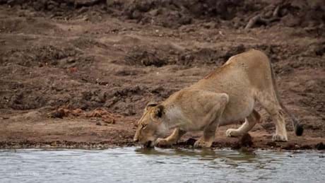 Wildearth 3