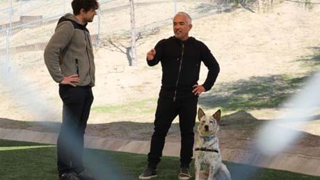 Ep110 Hijackedpack Cesarmillanbetterhumanbetterdog 25