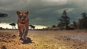 Go wild with Serengeti season 2
