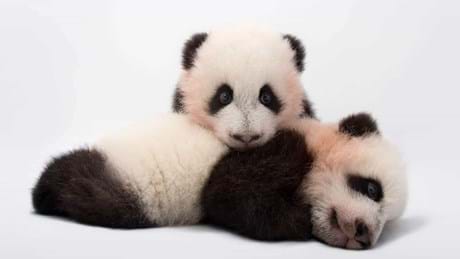 Photo Ark Rarest Creatures