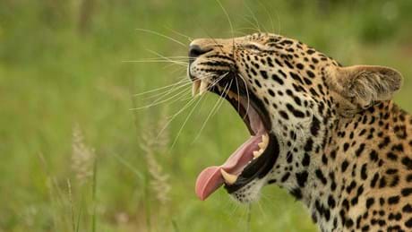 Wildearth