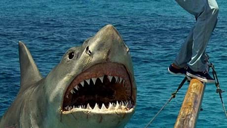 Jaws The Revenge