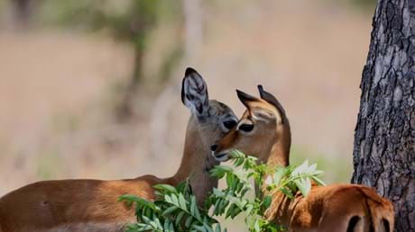 Wildearth 1