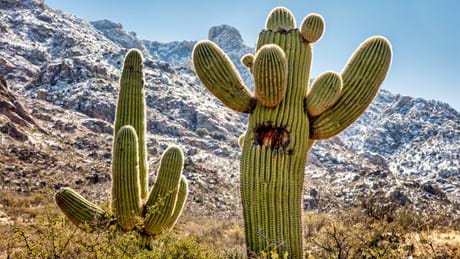 Watch The Green Planet Season 1, Sundays at 16:00 on BBC Earth (DStv Channel 184)