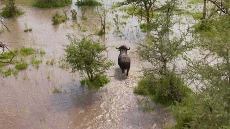Serengeti II 02 009