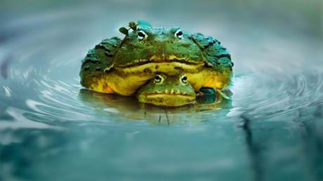Watch the Mating Game Season 1 Sundays at 16:10 on BBC Earth (DStv channel 184)