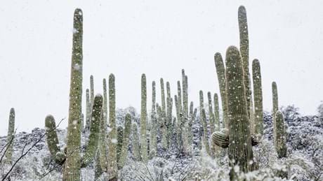Watch The Green Planet Season 1, Sundays at 16:00 on BBC Earth (DStv Channel 184)