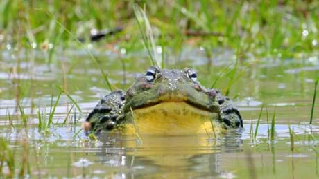Africa's Deadliest Swamps